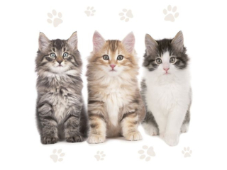 Serwetki POL-MAK Maki Lunch 33cm 20szt. Three Beautiful Cats SLOG047201 [opakowanie=12szt]