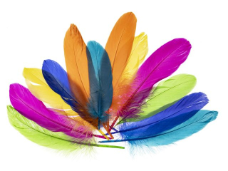 Piórkagęsie rozmiar: 15 - 20cm ilość: 12 szt kolor: mix nenowy